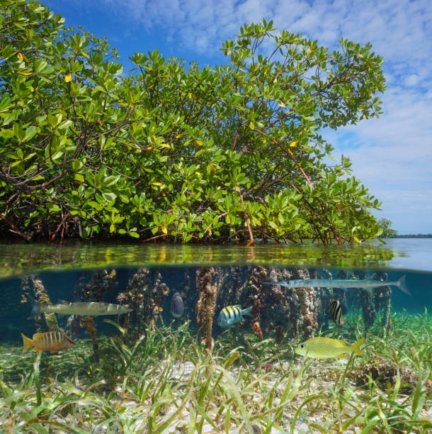 Mangrove with tropical fish over under water Mangrove with tropical fish, split view over and under water surface, Caribbean sea mangrove tree photos stock pictures, royalty-free photos & images