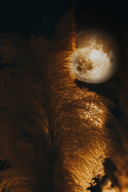 istock Beautiful wild grass in fall season and full moon 1313976240