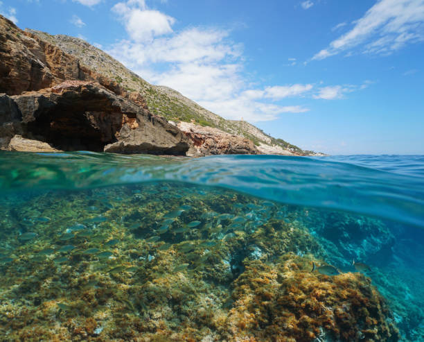 istock Mediterranean sea coast in Spain fish underwater 1313976401