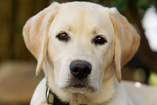 portrait of young yellow labrador retriever dog