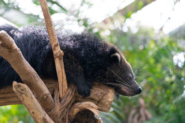 istock Binturong, which smells like popcorn. 1313977622