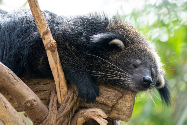 istock Binturong, which smells like popcorn. 1313977631