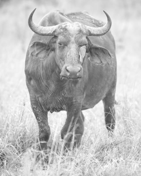 istock African Wildlife in Black and White 1313977670