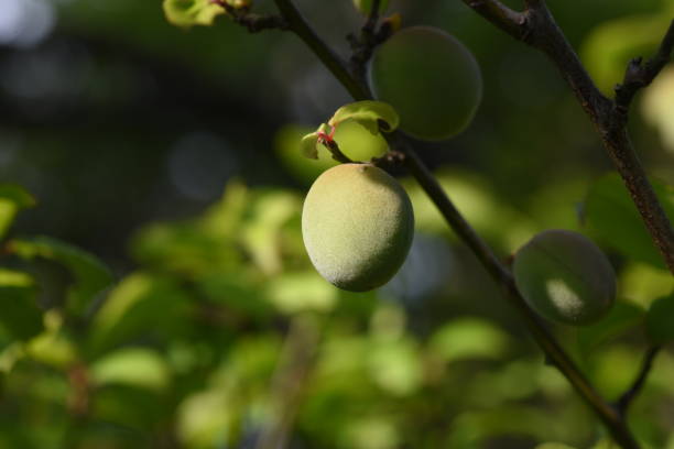 istock Japanese apricot fruits. 1313977672