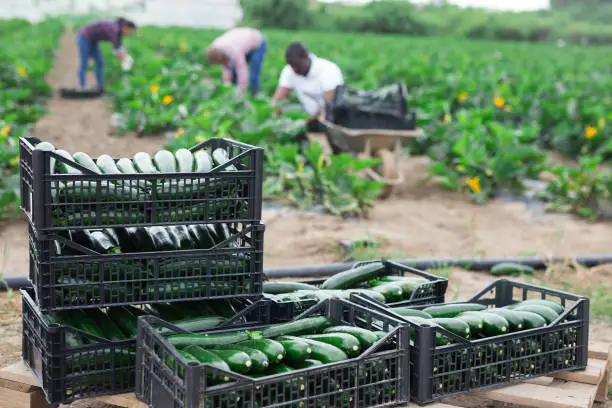 Closeup of freshly harvested green courgettes in plastic boxes on plantation on spring day on background with farmworkers
