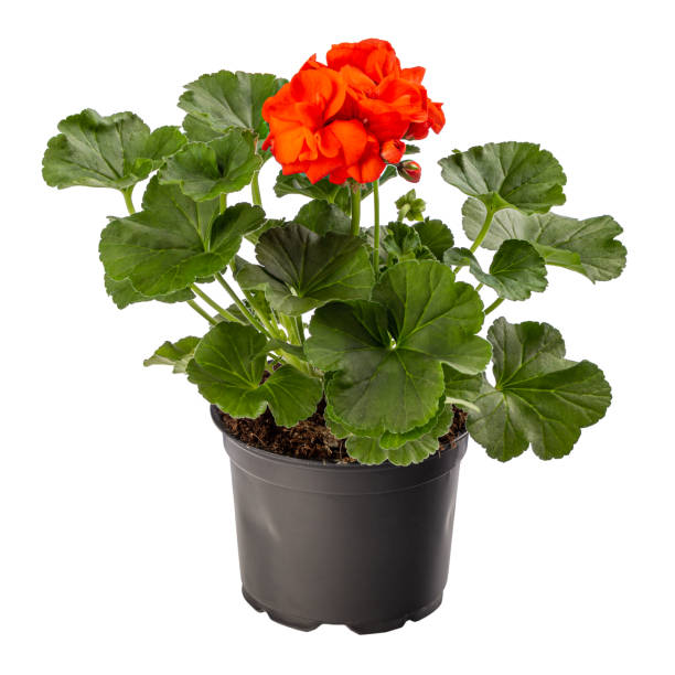 istock Red pelargonium in flower pot 1313979217