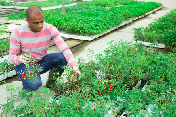 istock Indian farmer at work in greenhouse checking tomato sprouts 1313979226