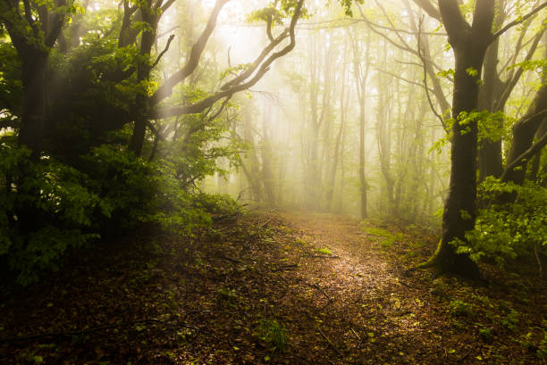 istock through the fog 1313979403