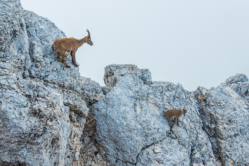 young ibex on the Montasio plateau