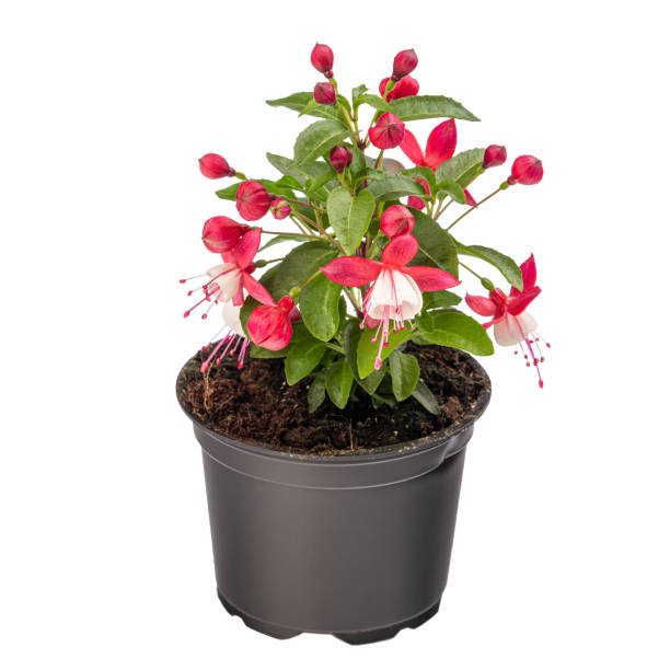 istock Potted pink and white Fuchsia flowers 1313980200