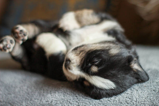 istock Small puppy dog sleeping on his back 1313980453