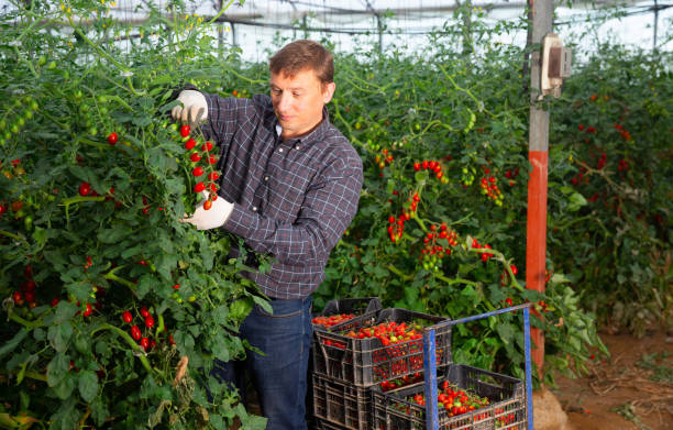 istock Male farmer harvesting ripe tomatoes in greenhouse 1313980607