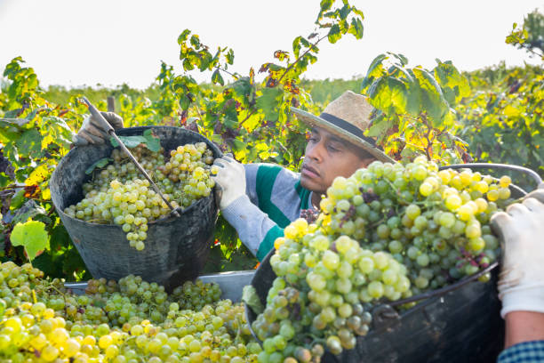 istock Hispanic farm worker loading freshly picked grapes in truck 1313981156