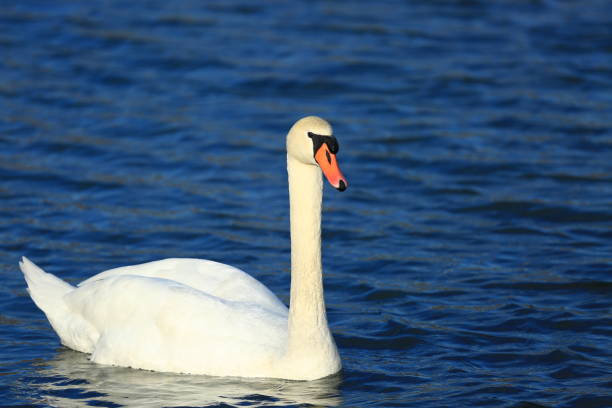 istock Mute swan on the lake 1313981930