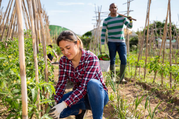 istock Peruvian woman gardener fastening tomato plants on supporting trellis 1313982384