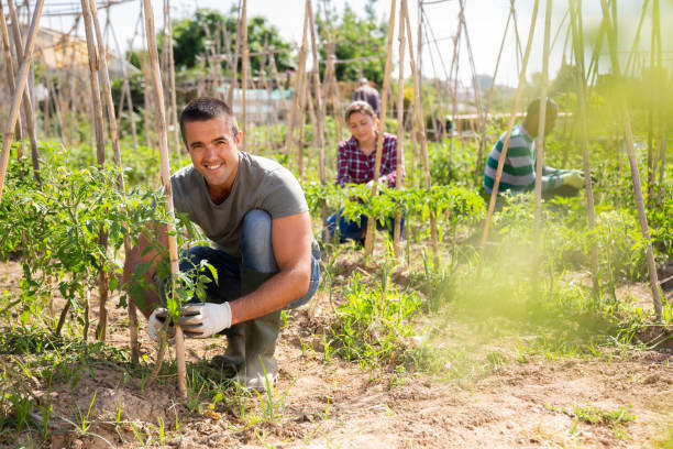 istock Gardener working with wooden trellis and tomatoes seedling 1313982389