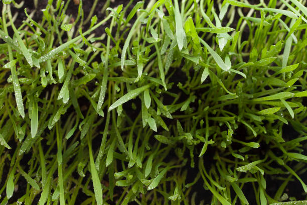 istock Green succulent lawn grass with dew drops, top view 1313982532