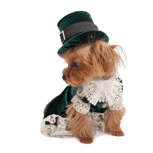 istock Little yorkshire terrier in a beautiful old-fashioned suit on a white background 1313982572
