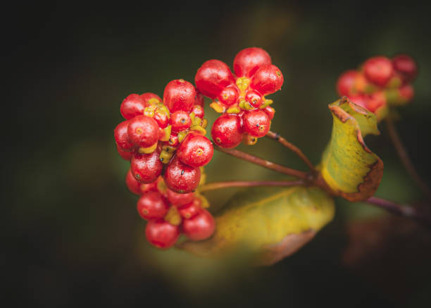 frutas etruscas de madressilva, lonicera etrusca - wayfaring - fotografias e filmes do acervo