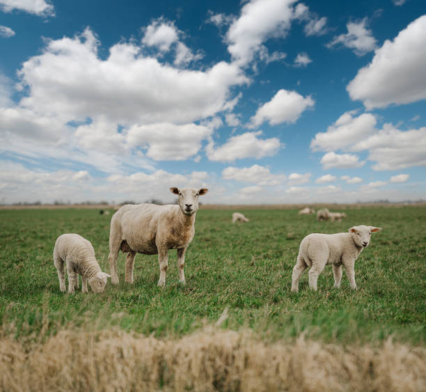 Prime lambs on green grass Prime lambs on green grass lamb meat photos stock pictures, royalty-free photos & images