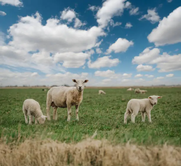 Prime lambs on green grass