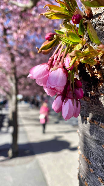 istock Cherry bloom in a park of trees 1313985307