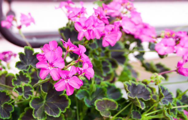 istock Pink pelargonium geranium flower plant close-up. 1313986247