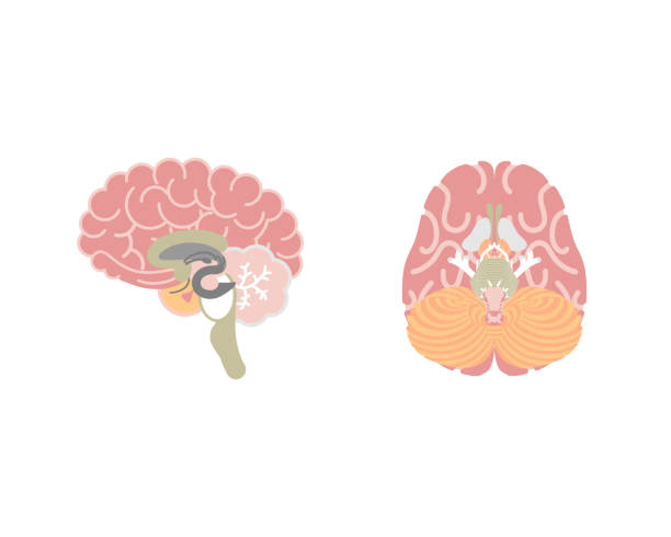 人間の脳、内臓器の解剖学の身体部分神経系 - medulla oblongata点のイラスト素材／クリップアート素材／マンガ素材／アイコン素材