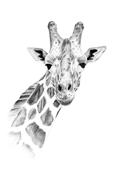 istock Portrait of giraffe drawn by hand in pencil 1313987361