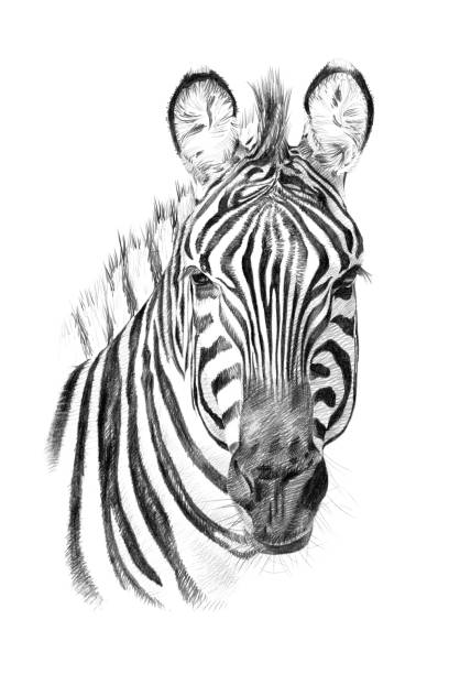 istock Portrait of zebra drawn by hand in pencil 1313987363