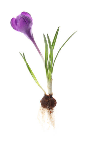 istock Crocus plant with purple flower isolated on white 1313987377