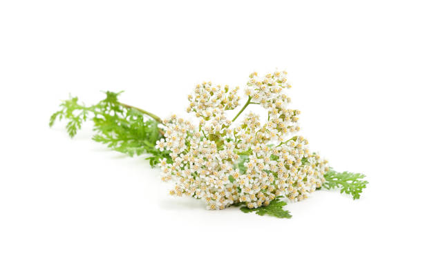 istock Beautiful yarrow flowers. 1313987737