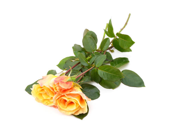 istock Beautiful orange flowers. 1313987741