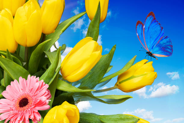 Summer postcard. yellow tulips with blue butterfly against blue sky with clouds. High quality photo