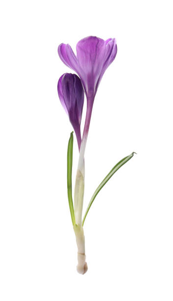 istock Beautiful purple crocus flowers on white background 1313988265
