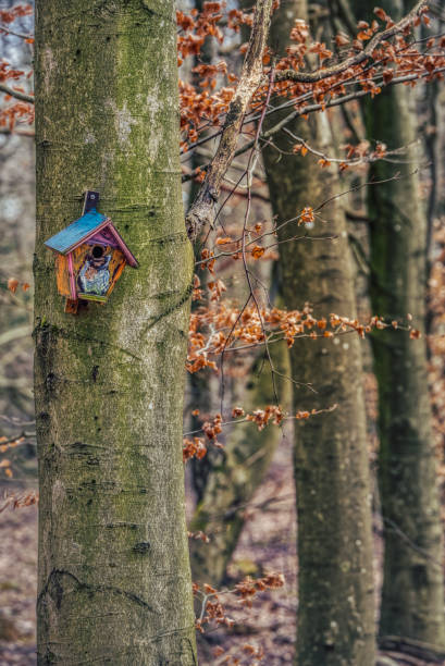 casa de pájaros de madera en tronco de árbol desnudo en un bosque transmite concepto de arrendamiento seguro o ilustración de protección de refugio y propiedad. svedala, suecia - birdhouse house bird house rental fotografías e imágenes de stock