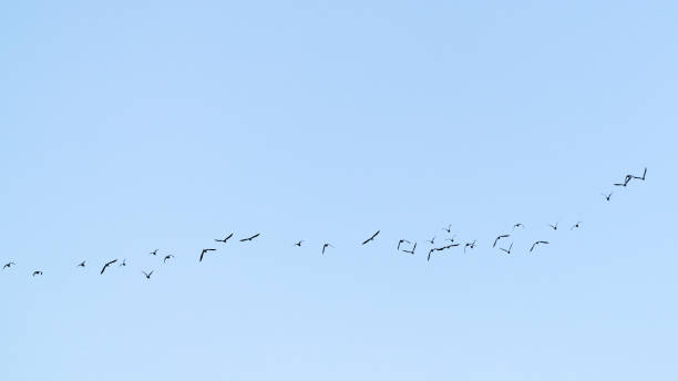 istock A flock of migratory birds in the sky 1313988729