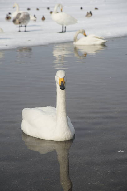 Goose swims in warm water at the snowy Hokkaido and looking at the camera