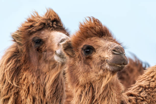 istock African camel is an ungulate within the genus Camelus 1313989457
