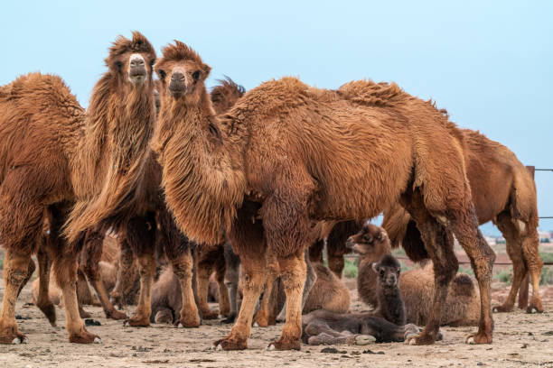 istock African camel is an ungulate within the genus Camelus 1313989540