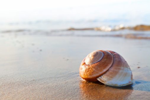 Seashell on the summer beach next to the sea, nature concept