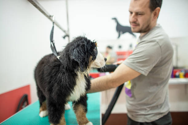 istock Groomer taking care of a dog 1313990554