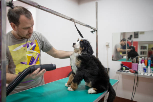 istock Dog at grooming salon 1313990604