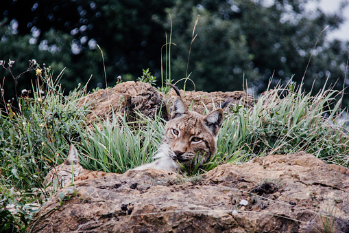 A beautiful shot of lynxes lying in the woods. Concepto animales salvajes