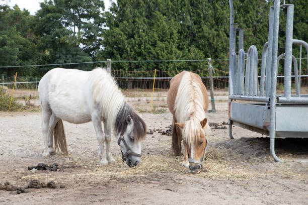 istock Cute ponies grazing in the pasture 1313991555