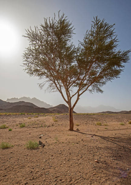 istock Barren desert landscape in hot climate with acacia tree 1313991572