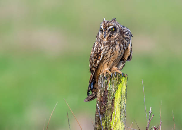 istock Short eared owl (Asio flammeus) perched on wooden fence post 1313991610