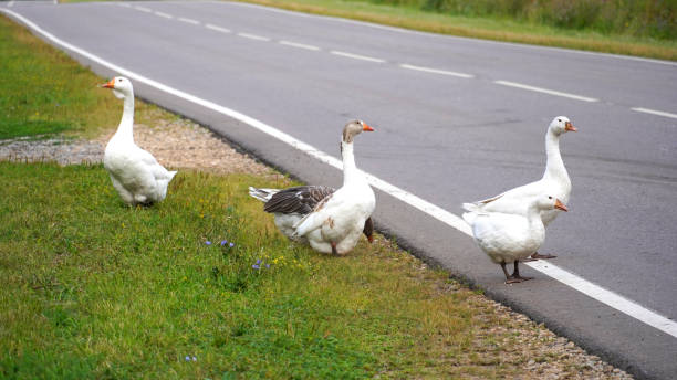 istock A flock of geese on the road 1313992052