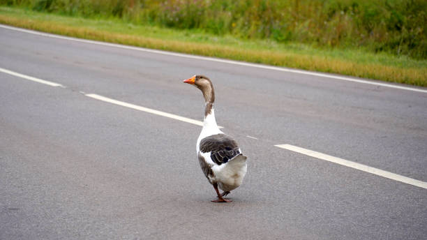 istock A goose in the city 1313992067