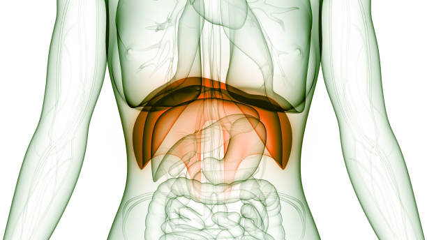 istock Human Respiratory System Diaphragm Anatomy 1313994069